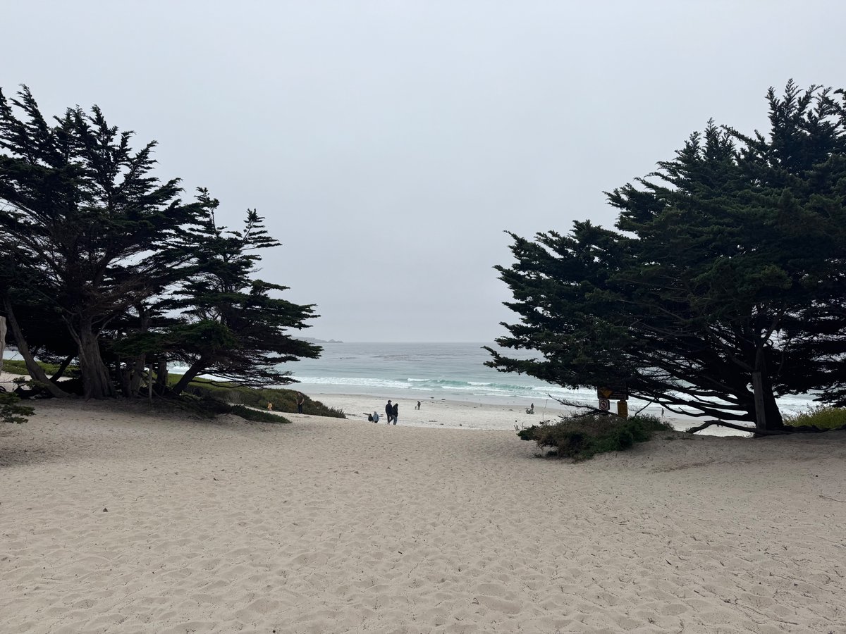 I just took a beautiful road trip with Lola and barely looked at social  media and I have to say it was great. Big trees .. lots of ocean....  sitting in some, image size:1200x900