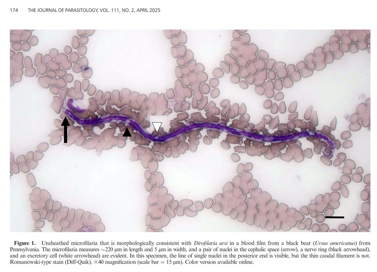 AmSocParasit's tweet image. New in the Journal of Parasitology:
Prevalence of Dirofilaria Microfilaria in American Black Bears (Ursus americanus) in Pennsylvania, 2018–2020
By Mazzatosta, Cleveland, Yabsley, Haynes, Tiffin, Machtinger, Johnson, Ternent, Carrollo, & Brown.
doi.org/10.1645/24-51