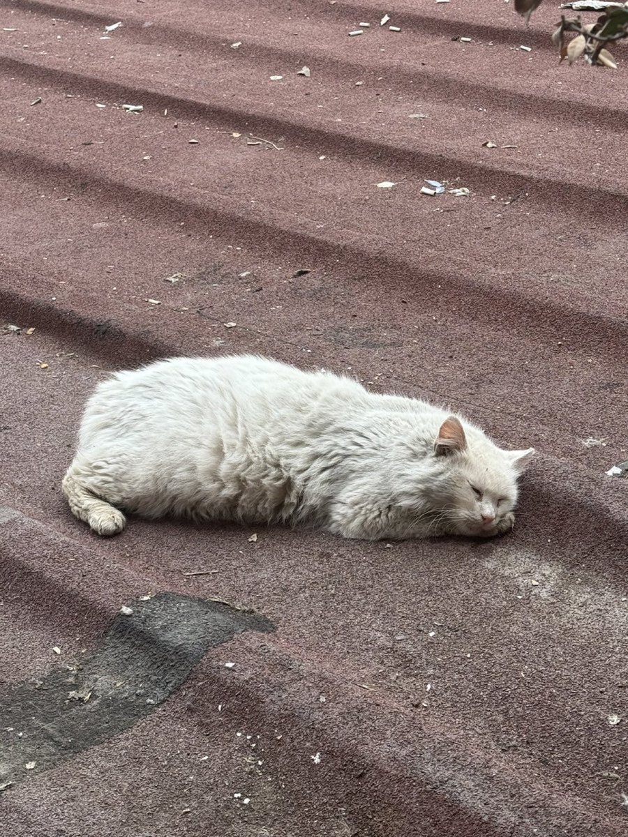 İstanbul Beyoğlu’nda bu kedi sokağa atılmış masmavi gözleri var acaba bir melek çıkar mı onu sahiplenecek 

Twitter hesabı <a href="/atadanarzu/">Arzu🇹🇷</a>  

#SokakHayvanlarıSahipsizDeğil