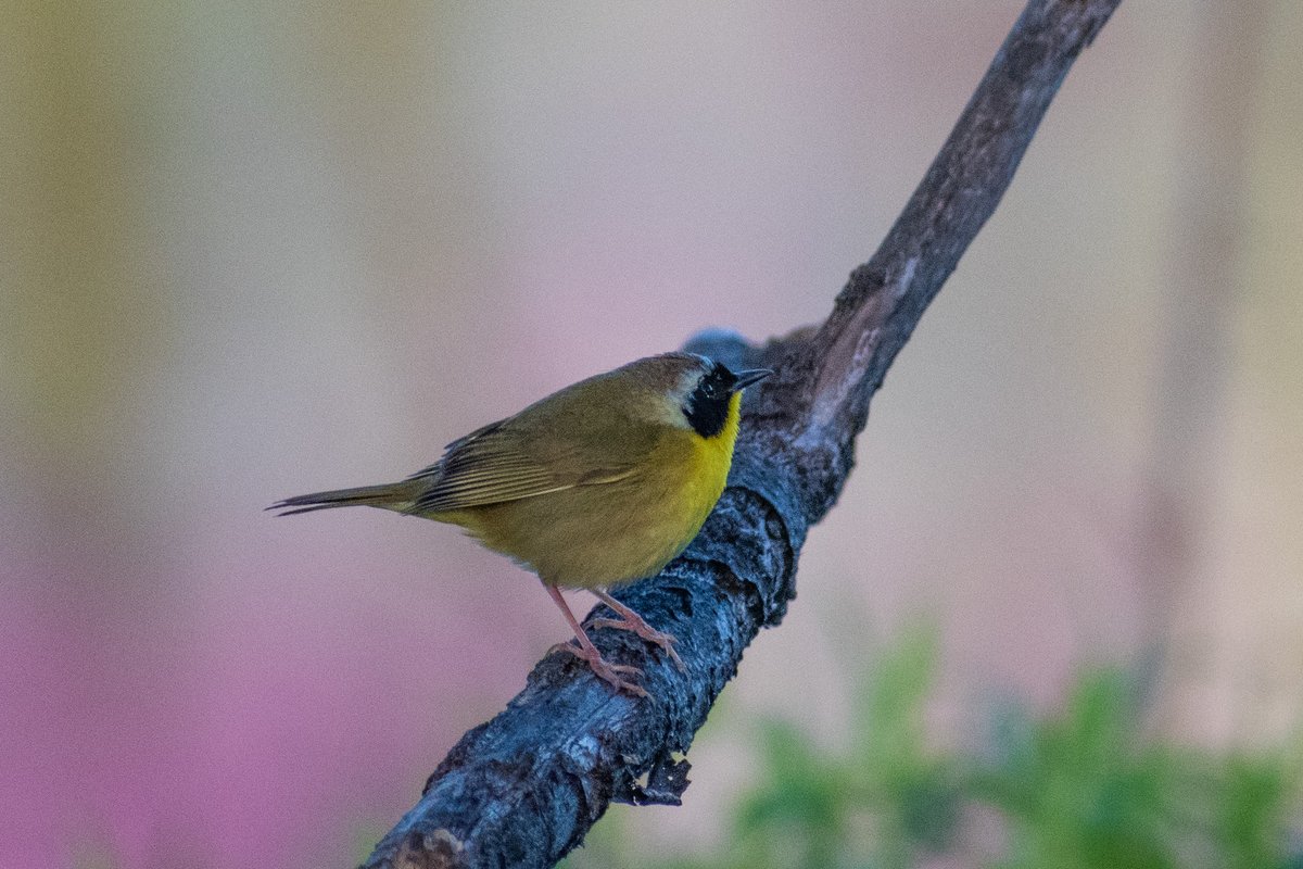 houndstooth balance tweet media