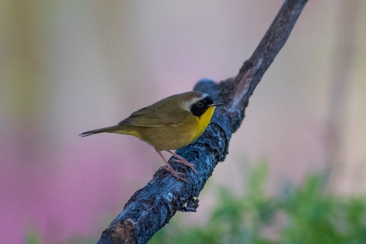 houndstooth balance tweet media