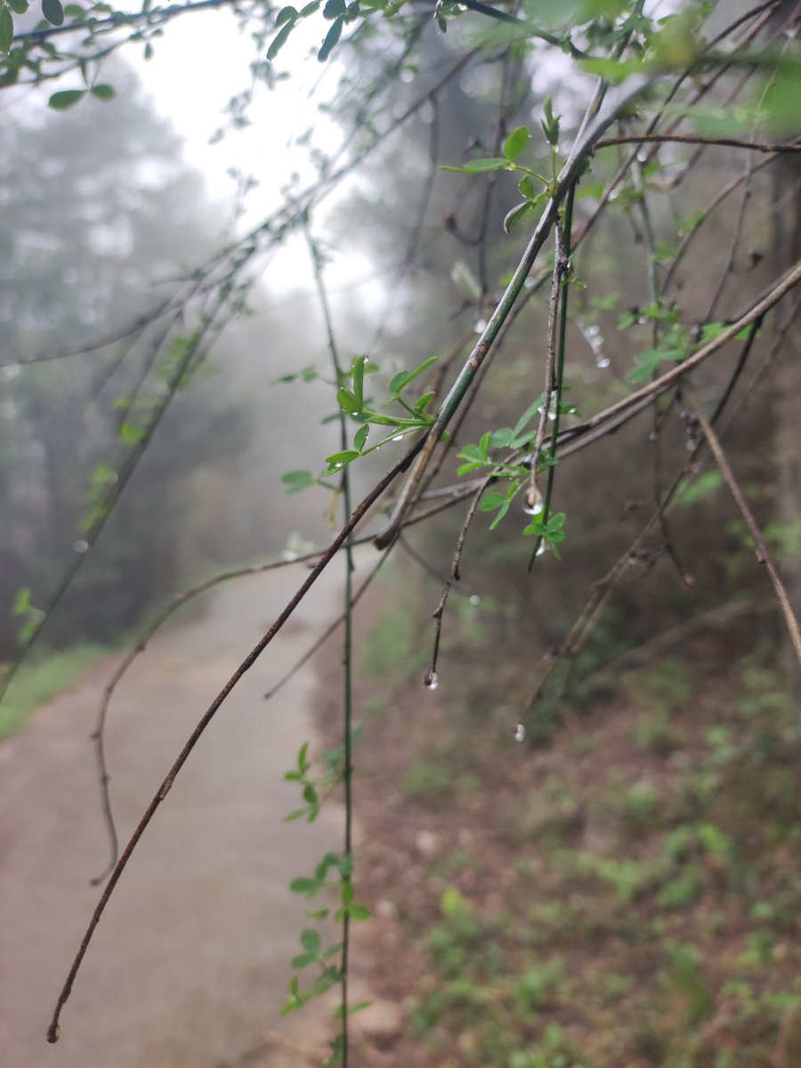 Hoy la niebla no ha abandona NI UN MINUTO La Tinença de Benifassà.
Aquí sigue con nosotros desde las 8 de la mañana (que yo sepa). Aún así, desde aquí arriba la estampa es una pasada. Bosques de cuento. <a href="/apuntoratge/">À Punt Oratge</a> <a href="/Tiempo_Valencia/">☈⚡TiempoValència☔❄</a> <a href="/Valencia_WX/">ValènciaWeather⚡️</a> <a href="/ElTiempo_tve/">El Tiempo en TVE</a> <a href="/avamet/">AVAMET</a> #niebla