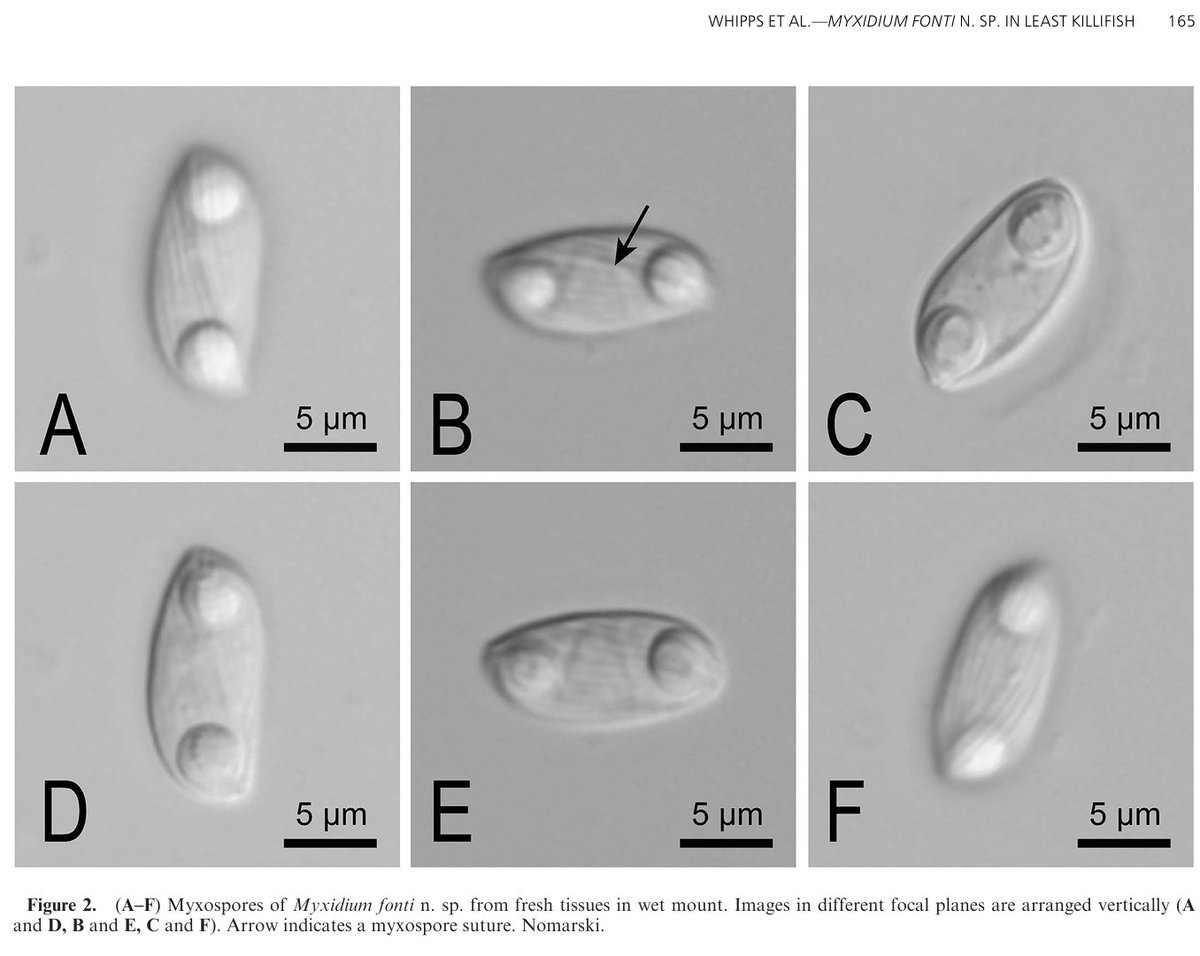 AmSocParasit's tweet image. New in the Journal of Parasitology:
A New Myxidium Species from the Least Killifish Heterandria formosa in Louisiana
by Christopher M. Whipps, Emily C. Ogburn, and William F. Font.
doi.org/10.1645/24-65