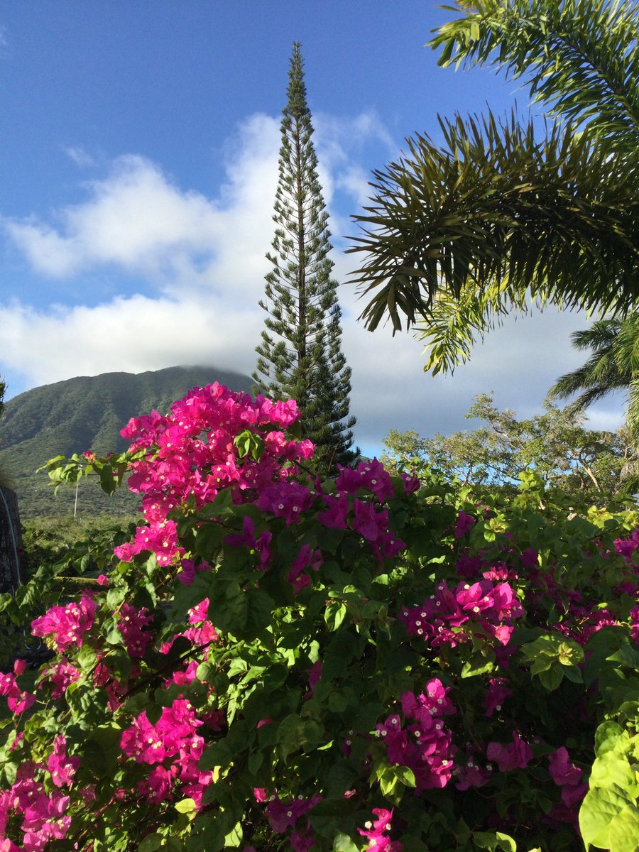 Thinking of Montpelier Plantation &amp; Beach on beautiful Nevis today. Have some family visiting there. Wish I was with them. #Nevis #Montpelier