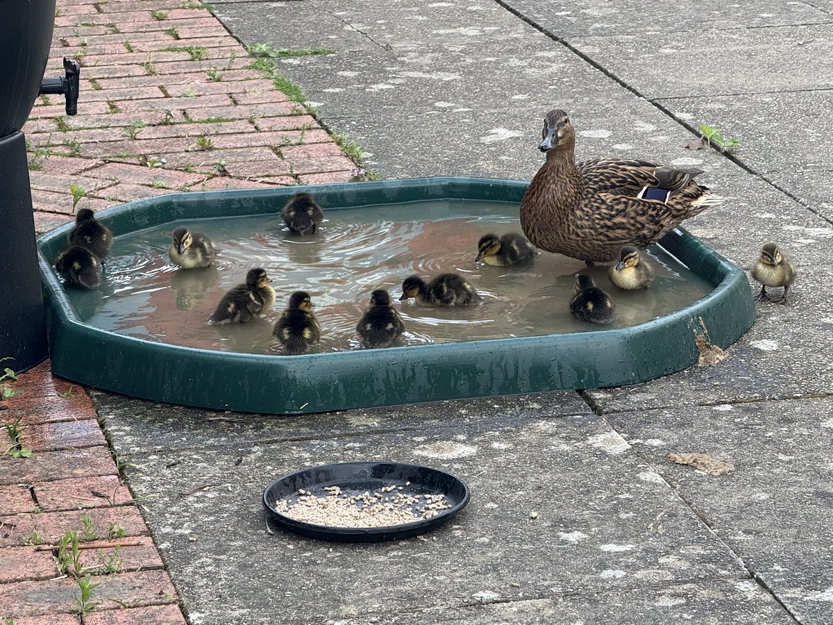 Parkland Primary (@parklandsch) on Twitter photo Our annual flying visitor arrived before Easter and we were delighted to see her 13 babies arrive yesterday! They have all been safely escorted down to the canal!
<a href="/Discoverytrust/">Discovery Trust</a> Our annual flying visitor arrived before Easter and we were delighted to see her 13 babies arrive yesterday! They have all been safely escorted down to the canal!
<a href="/Discoverytrust/">Discovery Trust</a>