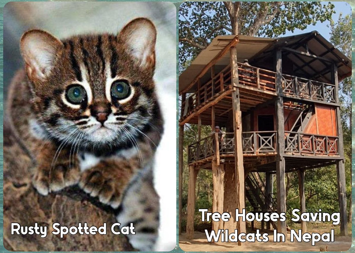 BigCatRescue's tweet photo. Treehouses for Cats AND Communities!
In Bardiya, Nepal, locals are saving the Rusty-spotted cat 🐾 by building eco-treehouses 🛖 that generate income & reduce forest pressure by 70%!
Protect cats, empower people.
https://t.co/jMM8R4bjrp
#RustySpottedCat #EcoTourism #SmallCatsBigImpact