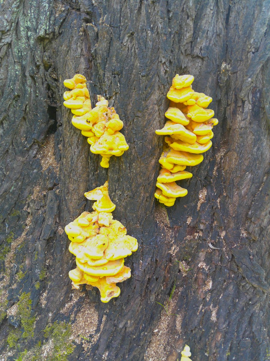 HelenRo88542779's tweet image. Chicken of the woods fungi. #SundayYellow #SpottedOnMyWalk #MushroomMonday