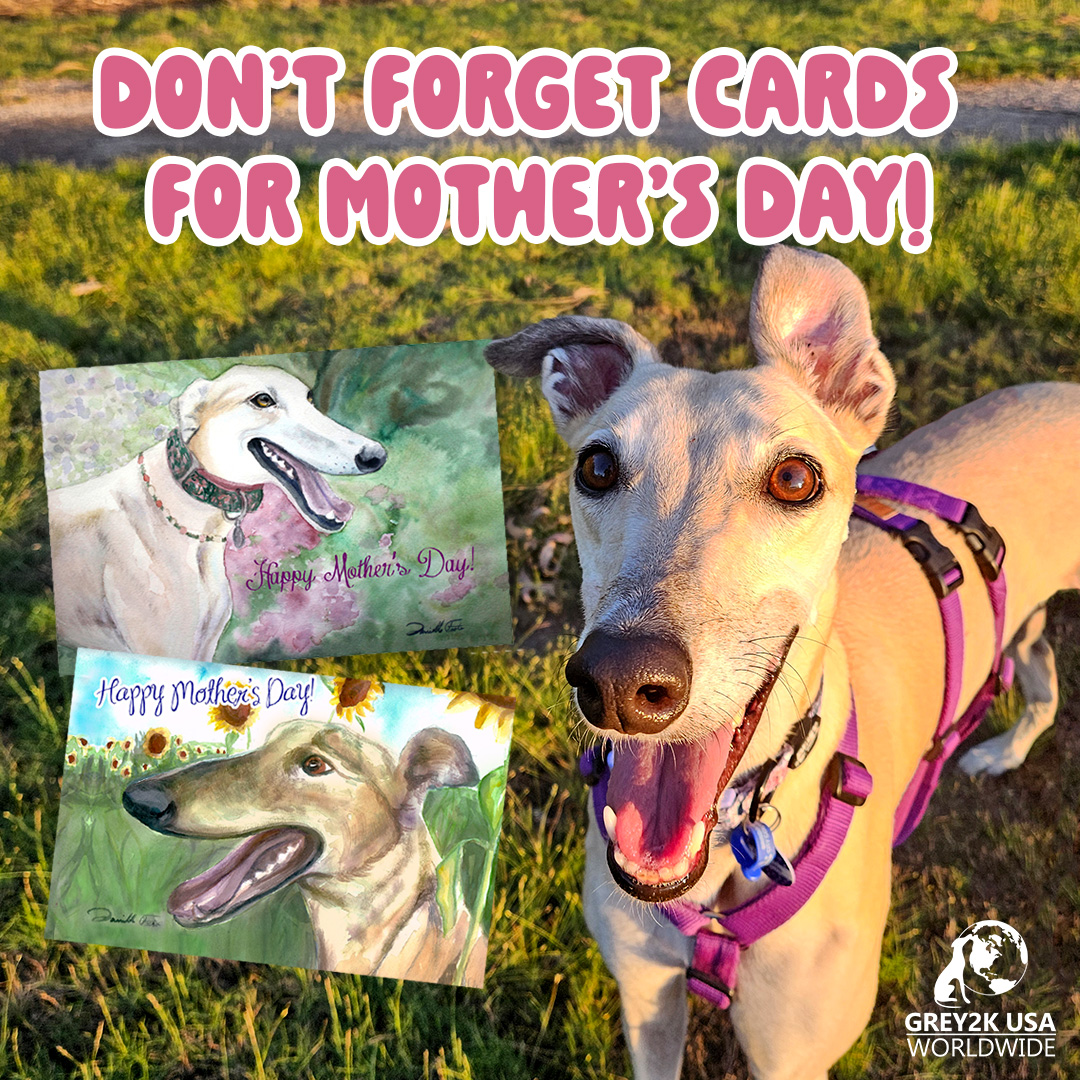 🌷✨ Mother's Day is almost here and the greyhounds have the perfect card for you to celebrate the special women in your life! ✉️💖grey2k.org/mothersday
