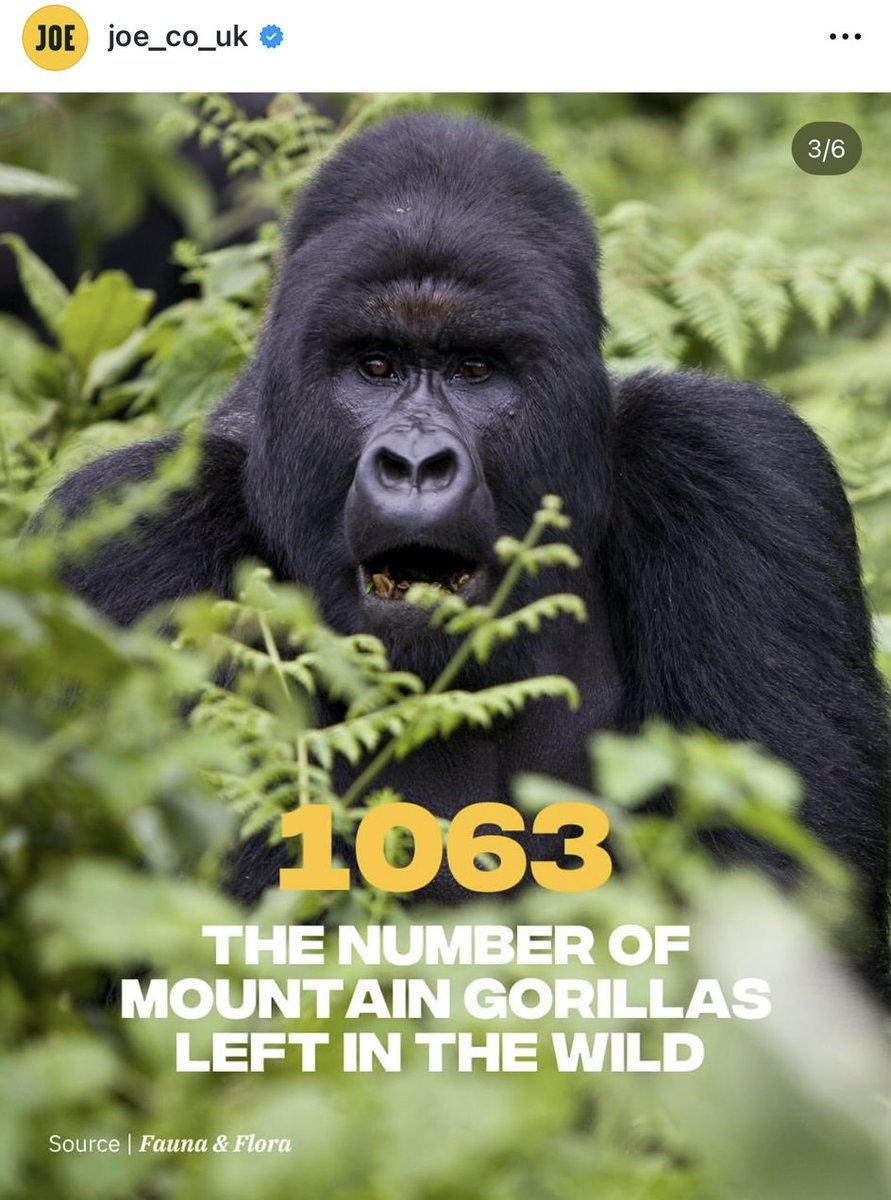 Our trustee Giles Clarke told <a href="/JOE_co_uk/">JOE</a>: “The gorilla would absolutely wreck 100 men.”
But the real threat to gorillas isn’t a fight, it’s us.
War in eastern Congo is putting them at risk.
Help protect them now:
gorillas.org/get-involved/w…

#100menvs1gorilla