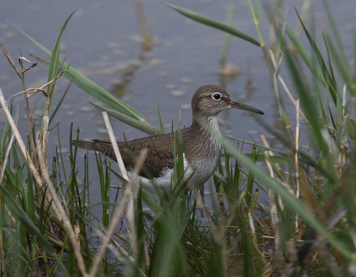 JoKingDevon's tweet photo. If only the #WoodSandpiper performed as well as the #CommonSandpipers at @NWTCleyCentre today, and don't even start me on the Little & Temminck's stints which were mere specks in the sandblasted distance! https://t.co/JEdqpgzGrB