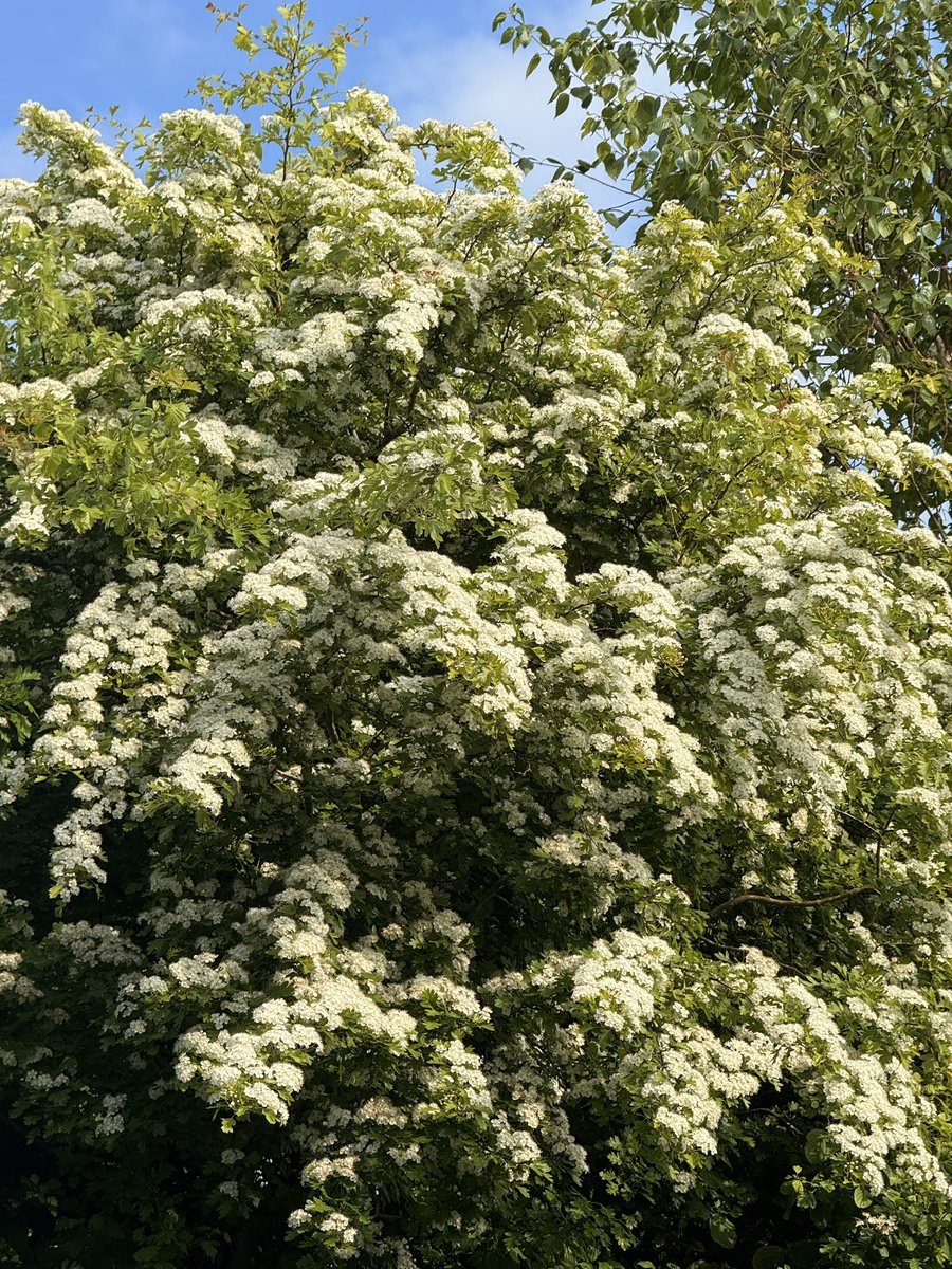 Don’t cast a clout untill the May is out…
