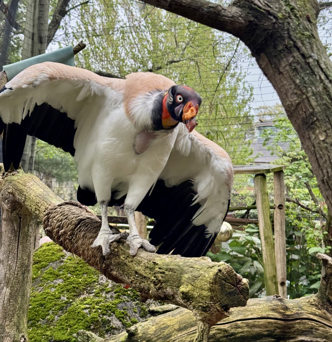 42 has never looked this good! 🥳 Wishing a very Happy Birthday to Nubs, our female king vulture! 🎉