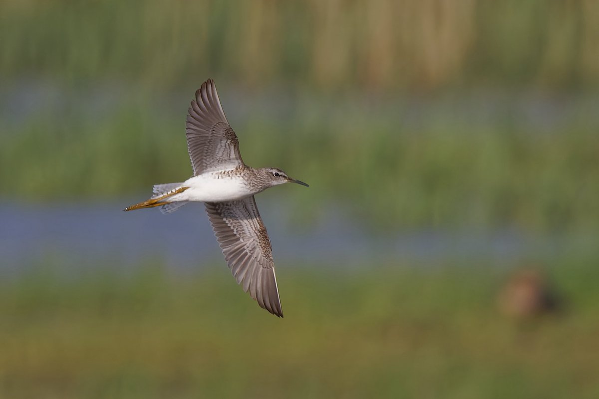 Mark Tyrrell (@marktyrrell66) on Twitter photo Wood Sandpiper flying across the scrape <a href="/wildlifebcn/">The Wildlife Trust for Beds, Cambs & Northants</a> Summer Leys reserve. One of two present. #Northantsbirds Wood Sandpiper flying across the scrape <a href="/wildlifebcn/">The Wildlife Trust for Beds, Cambs & Northants</a> Summer Leys reserve. One of two present. #Northantsbirds