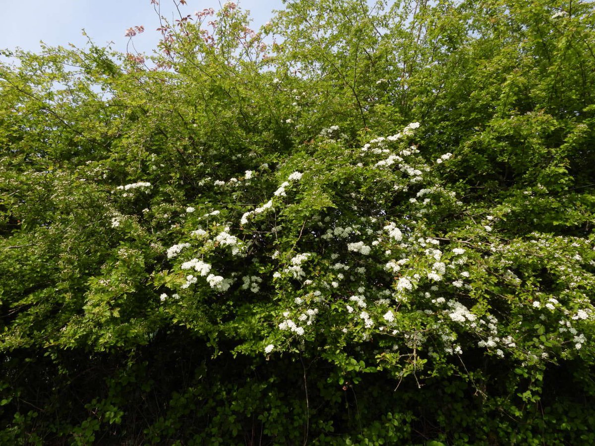 Sussex hedgerows are vital for wildlife, landscape, cultural heritage &amp; tackling #ClimateChange. #NationalHedgerowWeek (5-11 May) celebrates them. Join online talks on 6, 8, 9 May &amp; see resources at: hedgelink.org.uk/campaign/natio… CPRE is a Hedgelink partner:  cpresussex.org.uk/what-we-care-a…