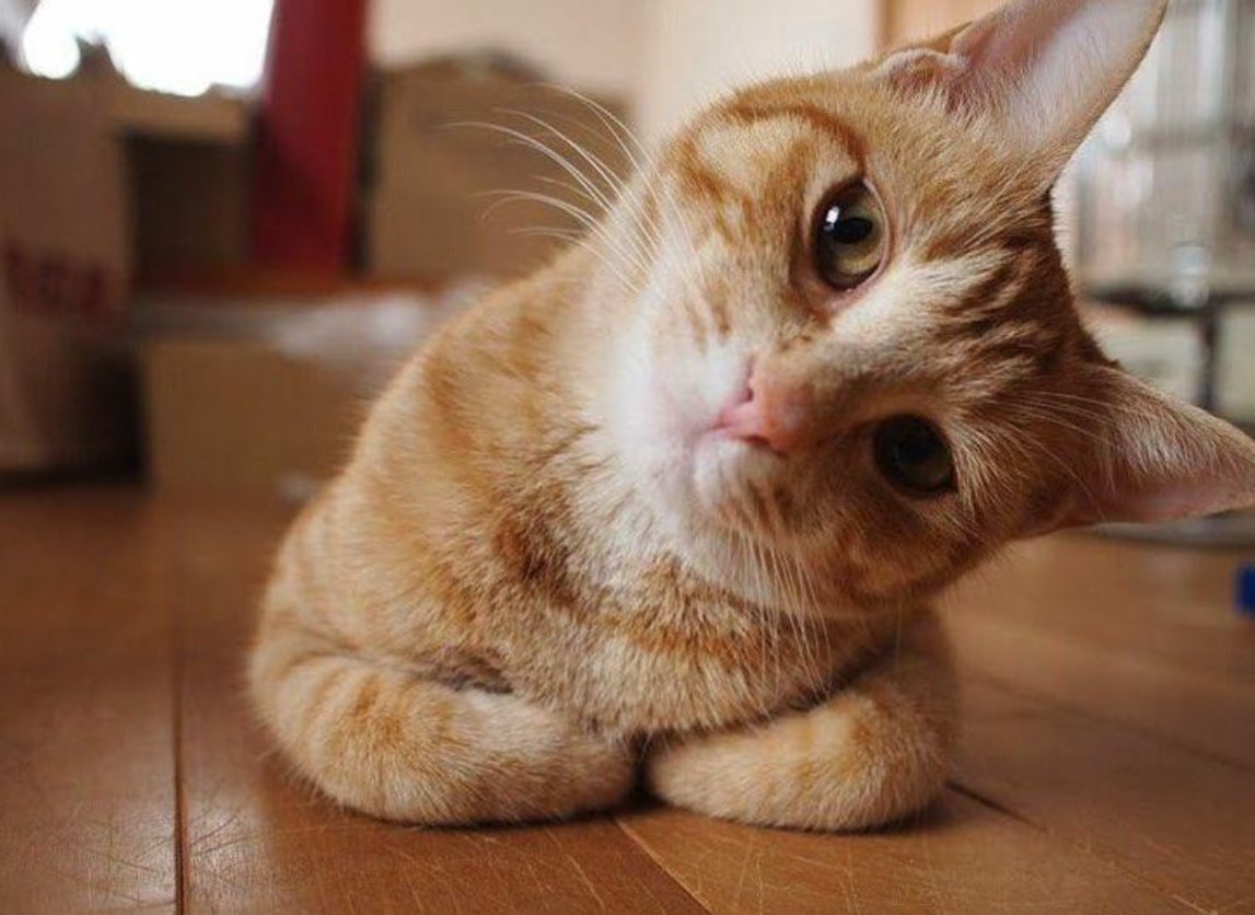 sfraser20's tweet photo. Cats can be so judgmental when you’re crawling to the coffee pot! https://t.co/fMqK2sDJBK