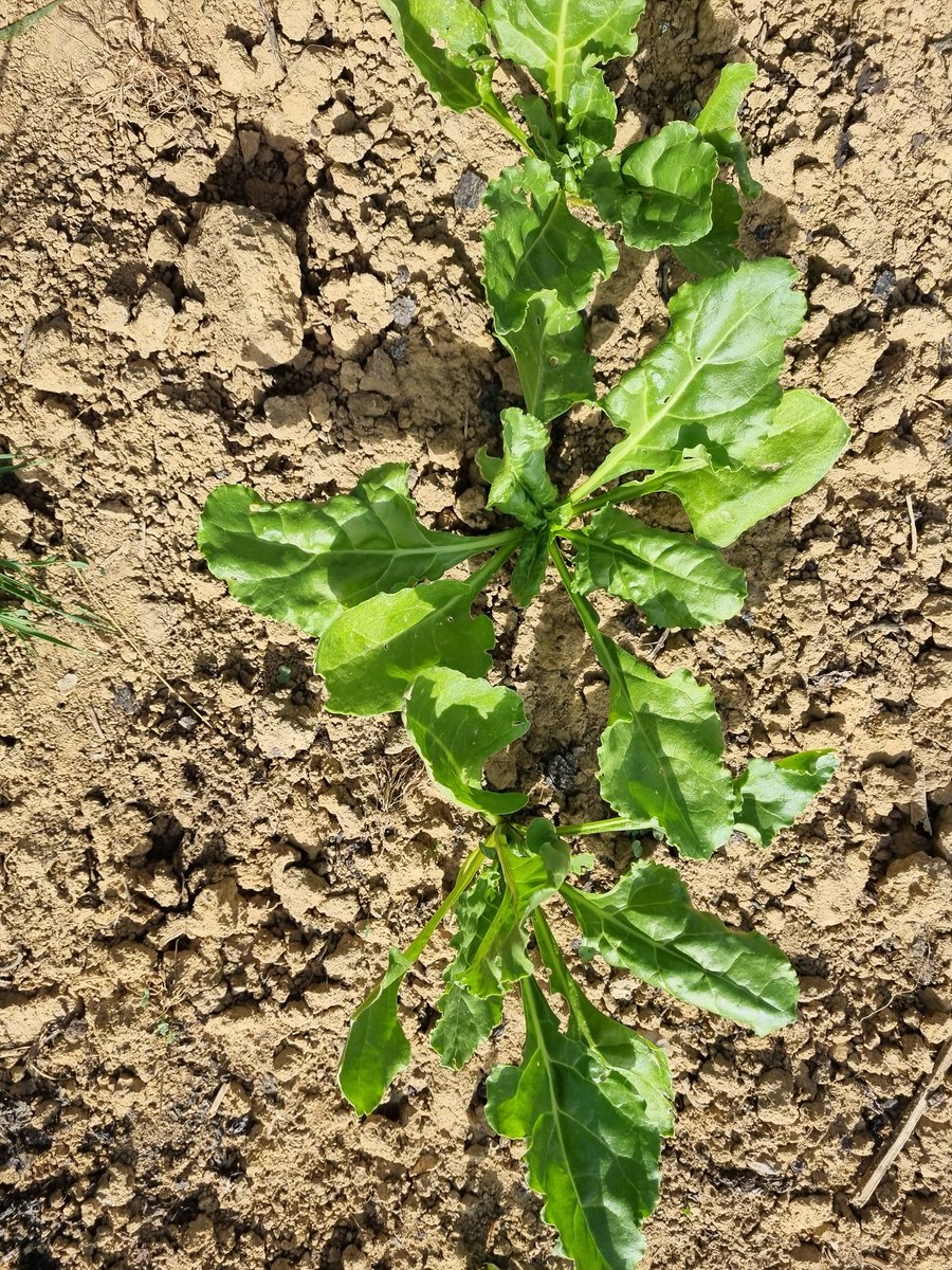 C est à 10m du blé.