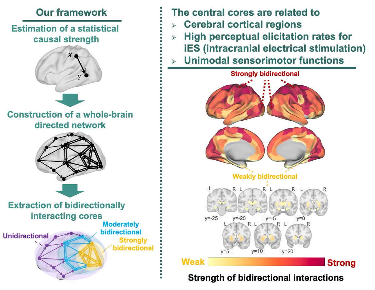 T.Taguchi (@_ttaguchi) on Twitter photo Check out our new #JNeurosci paper on brain networks and conscious perception with <a href="/JunKitazono/">Jun Kitazono</a> <a href="/shuxnys/">Shuntaro Sasai (笹井俊太朗)</a> <a href="/oizumim/">Masafumi Oizumi</a>! We propose a framework to identify network "cores"—subnetworks with strong bidirectional interactions—and apply it to human fMRI data. doi.org/10.1523/JNEURO… Check out our new #JNeurosci paper on brain networks and conscious perception with <a href="/JunKitazono/">Jun Kitazono</a> <a href="/shuxnys/">Shuntaro Sasai (笹井俊太朗)</a> <a href="/oizumim/">Masafumi Oizumi</a>! We propose a framework to identify network "cores"—subnetworks with strong bidirectional interactions—and apply it to human fMRI data. doi.org/10.1523/JNEURO…