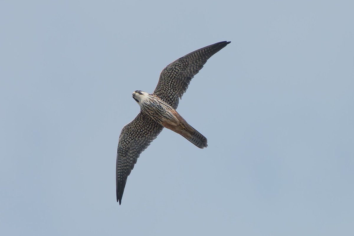 First Hobbies of the year. Never cease to marvel at just how amazingly agile they are when hunting down dragonflies, in this case Hairy Dragonflies, one of the earliest on the wing.