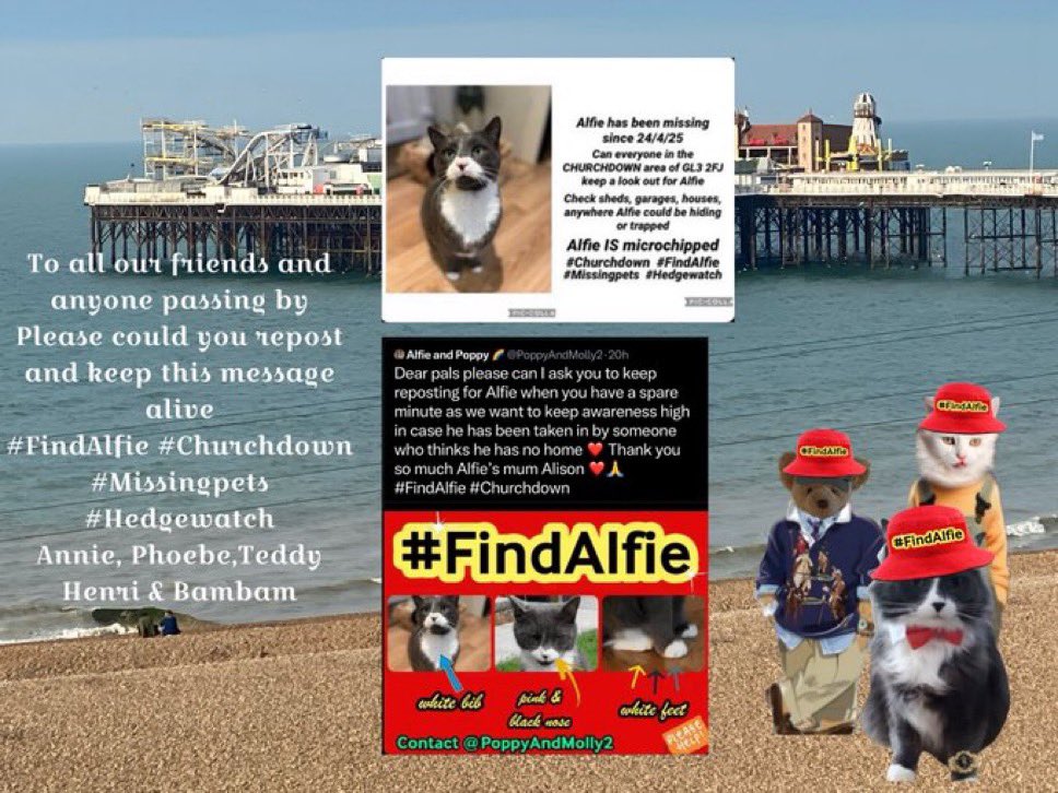 Please help #FindAlfie #Churchdown  
🙏🙏❤️❤️ love Alfie’s mum ❤️❤️ what a beautiful poster to help my boy come home 🏠