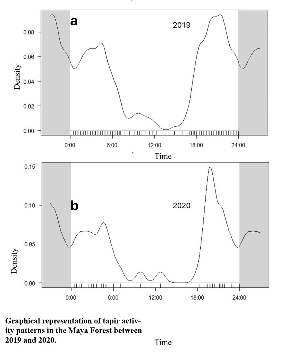 Se analizó el uso que el tapir hace del agua en bebederos artificiales en la Reserva de la Biosfera Calakmul, se concluyó que estos pueden suplir funciones de manutención cuando el agua escasea en el paisaje. Lee más: revista.ib.unam.mx/index.php/bio/…
