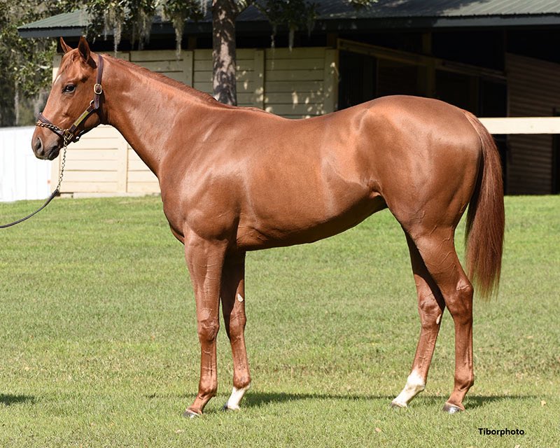 Make that 3 baby winners in 3 days!! This one is Charlatans first winner with Copernium <a href="/GulfstreamPark/">Gulfstream Park</a>! Congratulations <a href="/JackSisterson/">JWS Racing</a> MHM Stables and John Oxley. <a href="/JustinCasse33/">Justin Casse</a> agent! Another horse sold <a href="/OBSSales/">OBSSales</a> March winning first time out early!!!! Let’s freaking go.