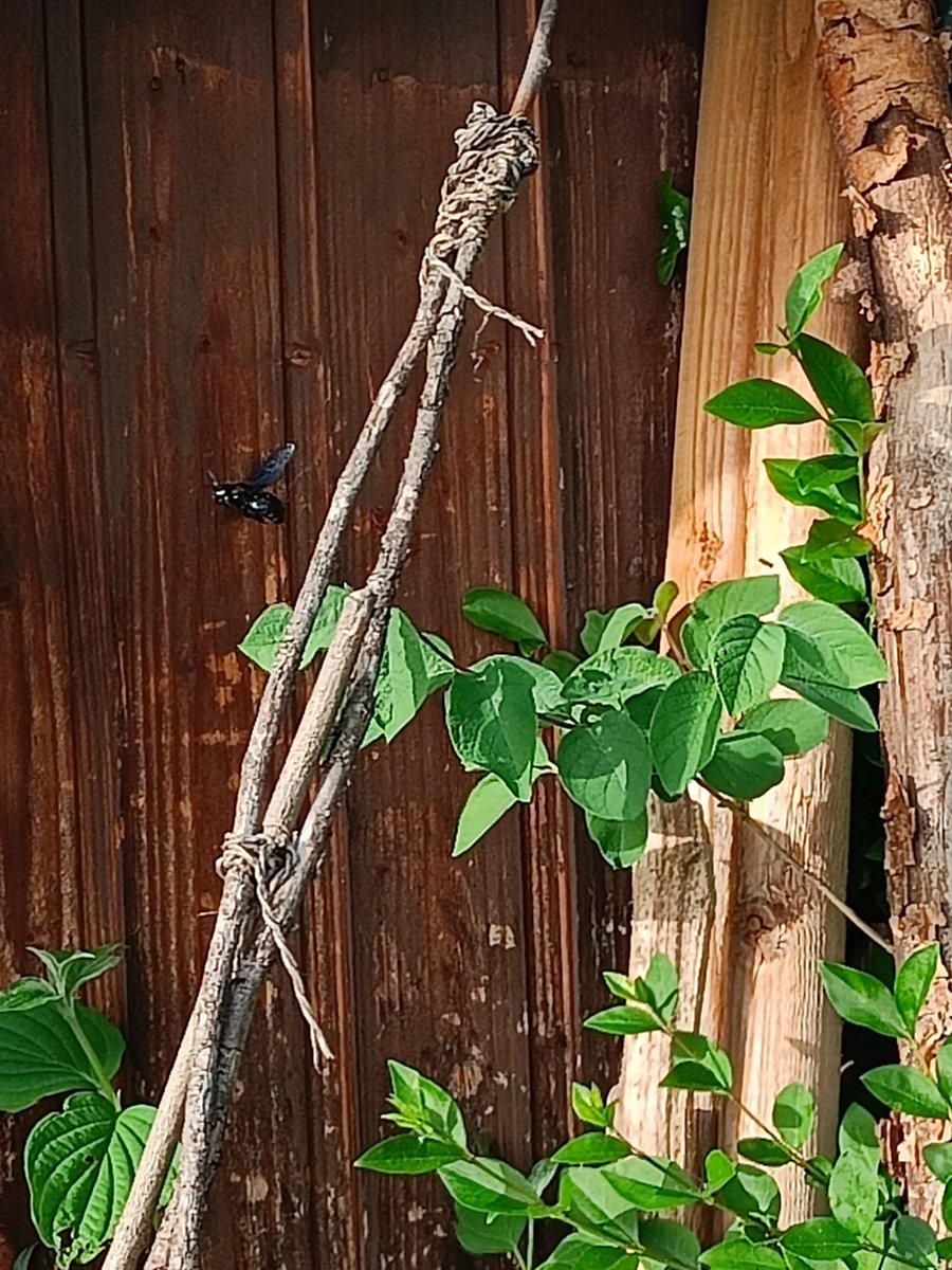 GerslLumir's tweet photo. #Suchbilder
#Naturgarten https://t.co/3sqLRB7gDY
