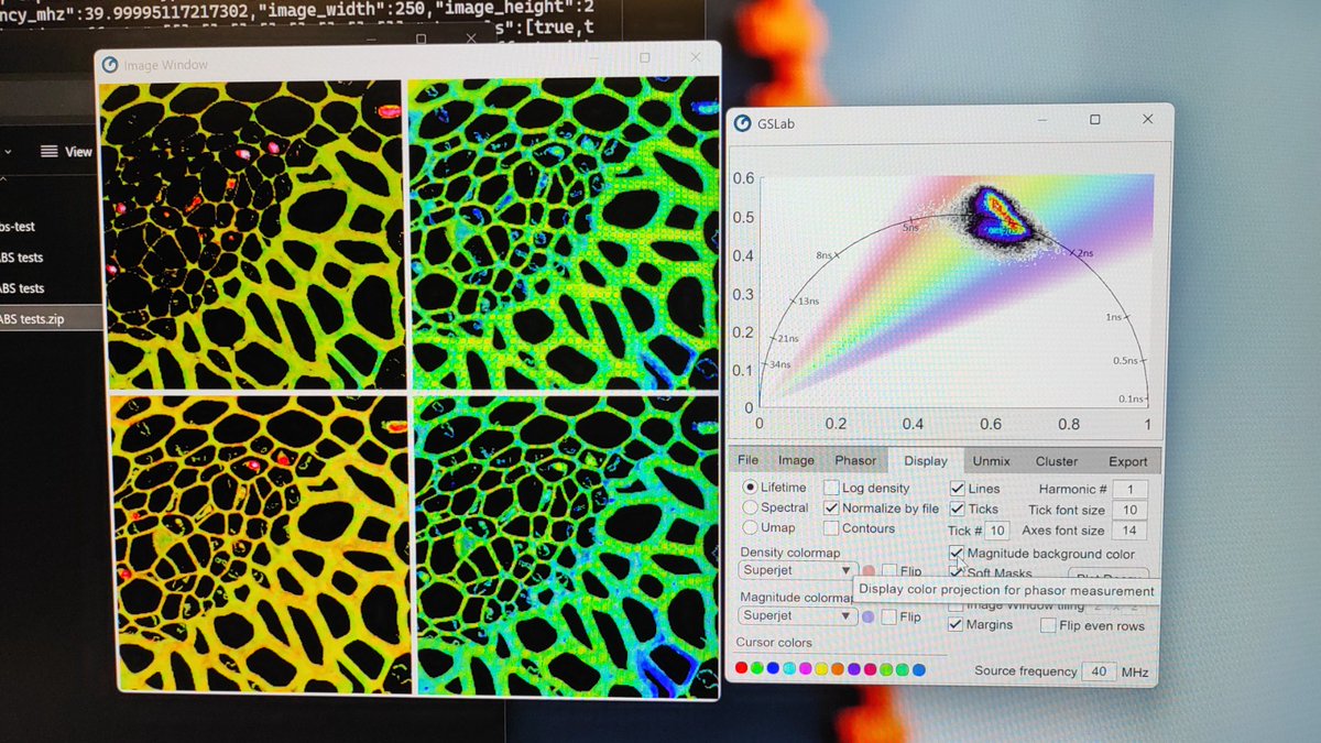 FlimLabs's tweet photo. With the new #FLIM upgrade, @Abberior #STEDYCON #microscope can capture fluorescence lifetime data from two channels simultaneously. In the example, green and orange represent two distinct lifetime channels
Data analysis is done with GSLab, a free tool for #phasor FLIM analysis https://t.co/BInTGJ9Lui