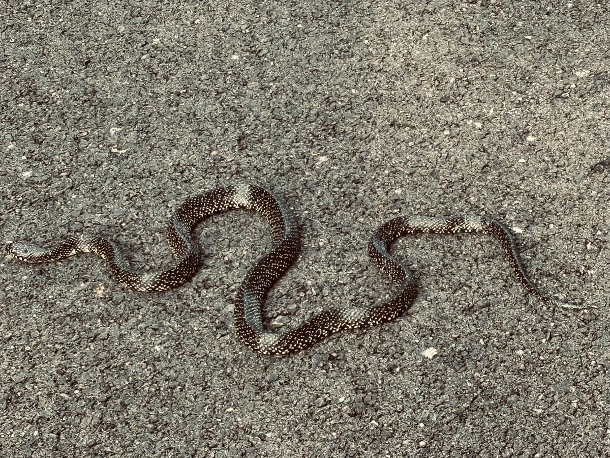 Melinda Howard tweet media