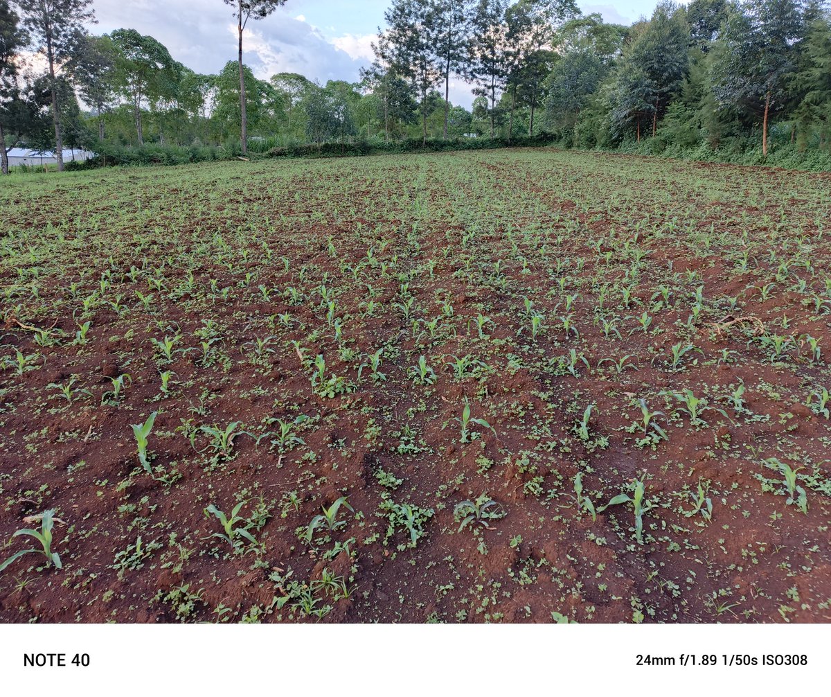 <a href="/rodgers_kirwa/">Mr. Agriculture 👩‍🌾</a> <a href="/diangaronald/">Ronald</a> <a href="/Billngeno/">William Ngeno</a> This is mine, DK777