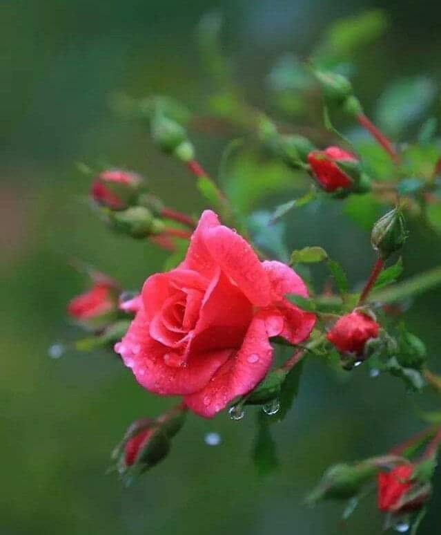 Gözlerindir dolduğum
Gönlüne yol bulduğum
Yeter ayrı kaldığım
Bana vuslatın gerek.

Yollarındır gözlediğim
Gelişini izlediğim
Gece gündüz özlediğim!
Bana kolların gerek.
      ....