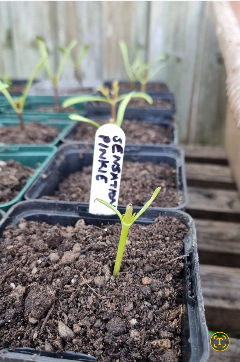 Ali (@pollysparky) on Twitter photo Dear Sarah Raven <a href="/srkitchengarden/">Sarah Raven</a>
These arrived today. Cosmos seedlings. I paid Β£29.95 for 5 x 4 varieties. This is unforgiveable. If this is what you think is acceptable then I am truly shocked. I demand a full refund. (I have lots of photos with your packaging as proof) Dear Sarah Raven <a href="/srkitchengarden/">Sarah Raven</a>
These arrived today. Cosmos seedlings. I paid Β£29.95 for 5 x 4 varieties. This is unforgiveable. If this is what you think is acceptable then I am truly shocked. I demand a full refund. (I have lots of photos with your packaging as proof)