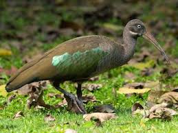 Meet the Hadeda Ibis! 🐦🌟 Known for its distinctive "ha-de-da" call &amp; iridescent feathers. Found in various habitats across sub-Saharan Africa! 🌿 #HadedaIbis #Birds #Wildlife