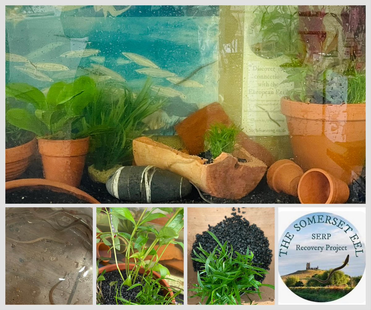 The_peoples_eel's tweet image. SERP hits £1k in Crowdfunder!
Thank you all very much..to support us please follow the link - crowdfunder.co.uk/p/conservation…