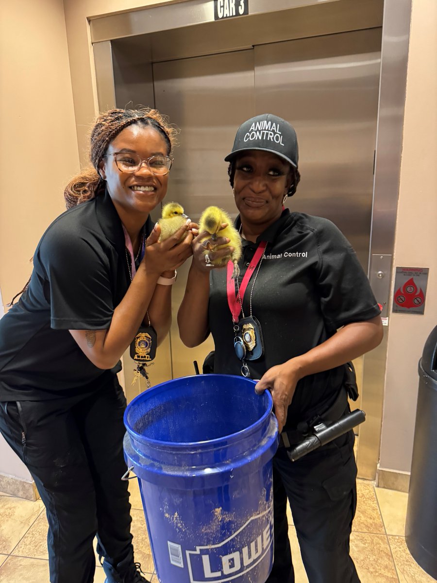 Happy Feel Good Friday! Our quack-tastic Animal Control Officers came to the rescue when a gaggle of baby geese found themselves in the Lowe's parking lot. With some gentle herding, these fluffy wanderers were picked up. Just another example of our officers going above &amp; beyond!