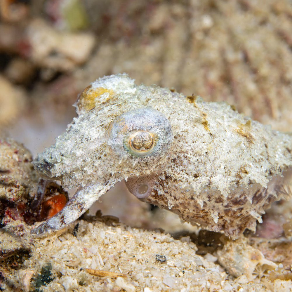 Many Minds podcast (@manymindspod) on Twitter photo New episode!! 🎙️📣
A conversation w/ <a href="/TessaMontague/">Tessa Montague</a> about cephalopod camouflage.
Cuttlefish and other cephalopods can change their appearance with lightning speed. What's going on in their skin and brains that makes this possible?
Link: disi.org/the-cuttlefi... New episode!! 🎙️📣
A conversation w/ <a href="/TessaMontague/">Tessa Montague</a> about cephalopod camouflage.
Cuttlefish and other cephalopods can change their appearance with lightning speed. What's going on in their skin and brains that makes this possible?
Link: disi.org/the-cuttlefi...