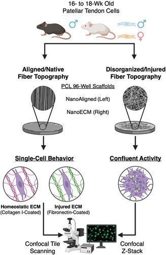 Brenna Pugliese (@brennapugliese) on Twitter photo Sex-specific biological mechanisms underlying tendon healing are an important & understudied area of research! <a href="/JasonCMarvin/">Jason C. Marvin, PhD (he/they) 🏳️🌈🇹🇼</a> et al explore tenocyte morphology, proliferation & mechanosensitivity sex-differences in this <a href="/JOrthopRes/">Journal of Orthopaedic Research®</a> work: buff.ly/1LEl1pQ #ORSSMC #ORSxDerby Sex-specific biological mechanisms underlying tendon healing are an important & understudied area of research! <a href="/JasonCMarvin/">Jason C. Marvin, PhD (he/they) 🏳️🌈🇹🇼</a> et al explore tenocyte morphology, proliferation & mechanosensitivity sex-differences in this <a href="/JOrthopRes/">Journal of Orthopaedic Research®</a> work: buff.ly/1LEl1pQ #ORSSMC #ORSxDerby