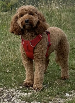 millypod1's tweet photo. π2 MAY 2025 #Lost RED #ScanMe
Fox Red Cockerpoo Female
Near Tall Trees Trail, Rhinefield Ornamental Drive
#SO42 #Brockenhurst #NewForest
https://t.co/XDeCNayLBI https://t.co/QL33PgvV4B