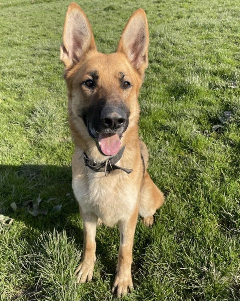 AdoptionsUk's tweet photo. Urgent, please retweet to help Caleb find a foster or forever home #MOLD #WALES #UK 🐶⭐️
Sadly Caleb has now been let down twice firstly he was returned from the home he loved (full details will be disclosed to potential adopters) secondly he was meant to go to his new home on the 25th April and they haven't been to collect him 
What's worse is we have another dog booked into Calebs kennel on Saturday as we thought it was going to be empty!‼️‼️‼️
We desperately need a dog free foster home for Caleb he's an active boy he does love his football and needs a secure garden he's 3yrs old and can react to other dogs although I have had him walking with other dogs he loves running his last home used to run with him and he's child friendly he has previously lived with a young child (over 2yrs old) can anyone help or help foster or adopt any of our other dogs to free up a kennel for the boy on Saturday as I currently don't know where I'm going to put him! 
Shads Legacy Rescue 
Contact 
 ☎️ 07711 388042

enquiries@meadowviewdogs.co.uk

On facebook 
https://t.co/YGQ8y8cEPj

#dogs #dogs #GermanShepherd @gsrescueelite #Oswestry #Powys #adoptdtonshop #Rescuedogs @Nightowl400 @LisaClareRead2