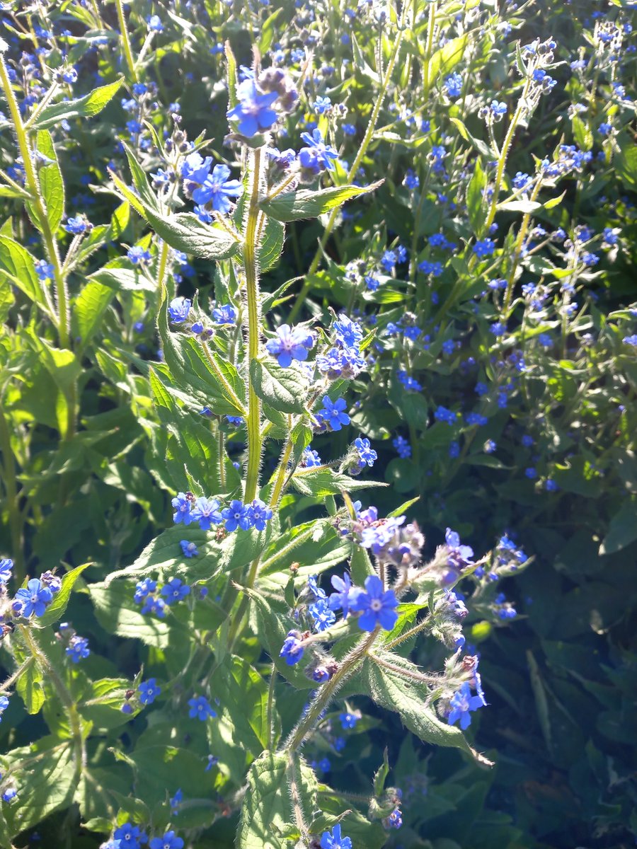 Ilse82667651's tweet image. Everytime I&apos;m outside it&apos;s with those stuck in bed, severely ill for years, in mind. Thinking of you all.
#joyinspring