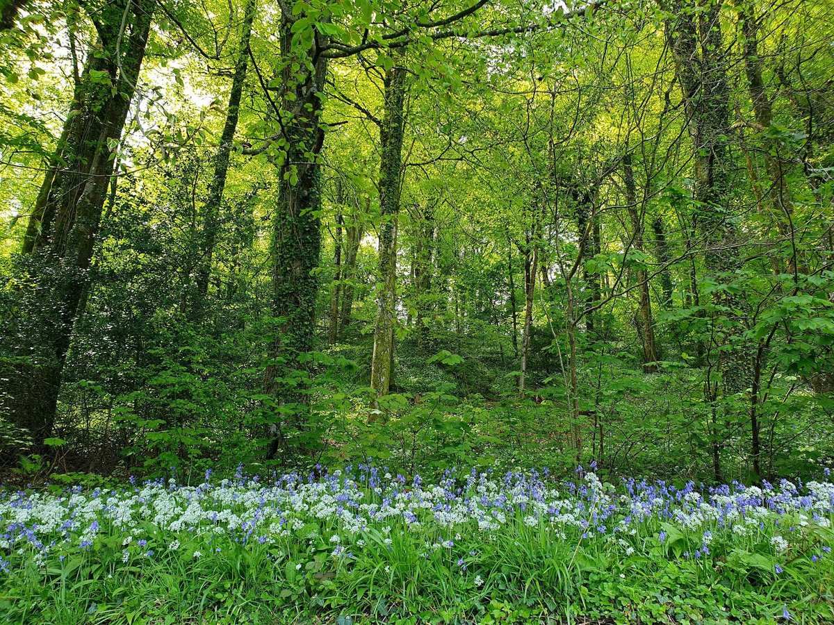 Away with the fairies