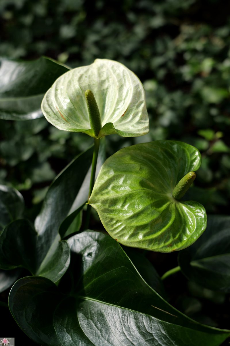 #Winter_Garden #Vinterhave #Wintertuin #Wintergarten #Giardino_d‘inverno #Jardín_de_invierno #Jardin_d‘hiver / (3/3)