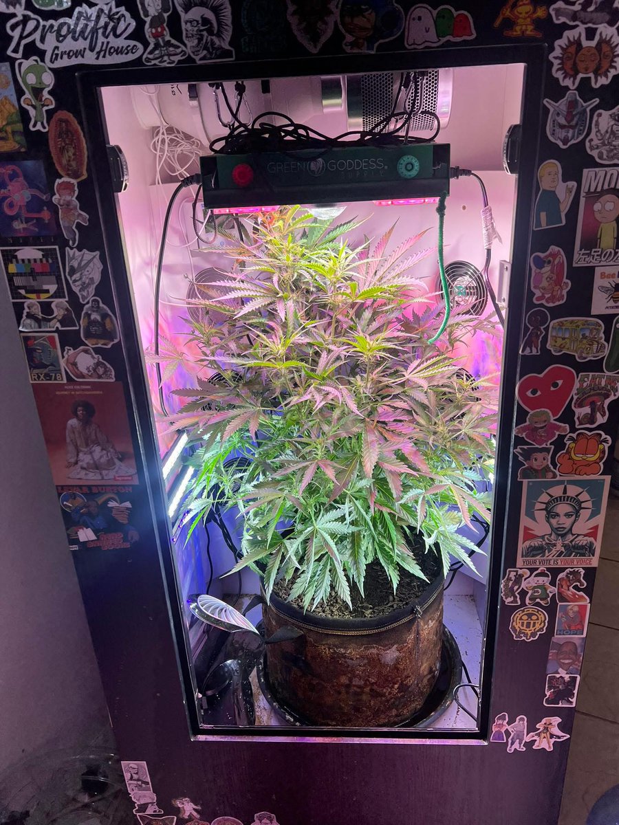 #homegrow #GrowingInTheArmoire