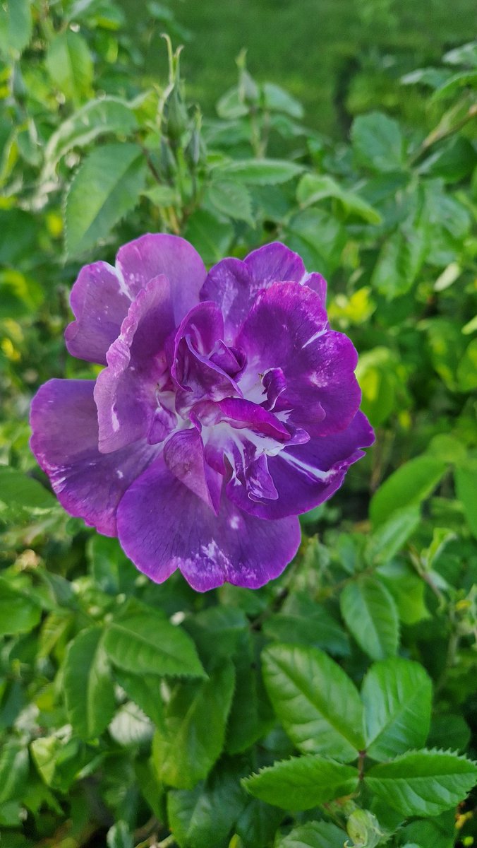 Sula Ross tweet media