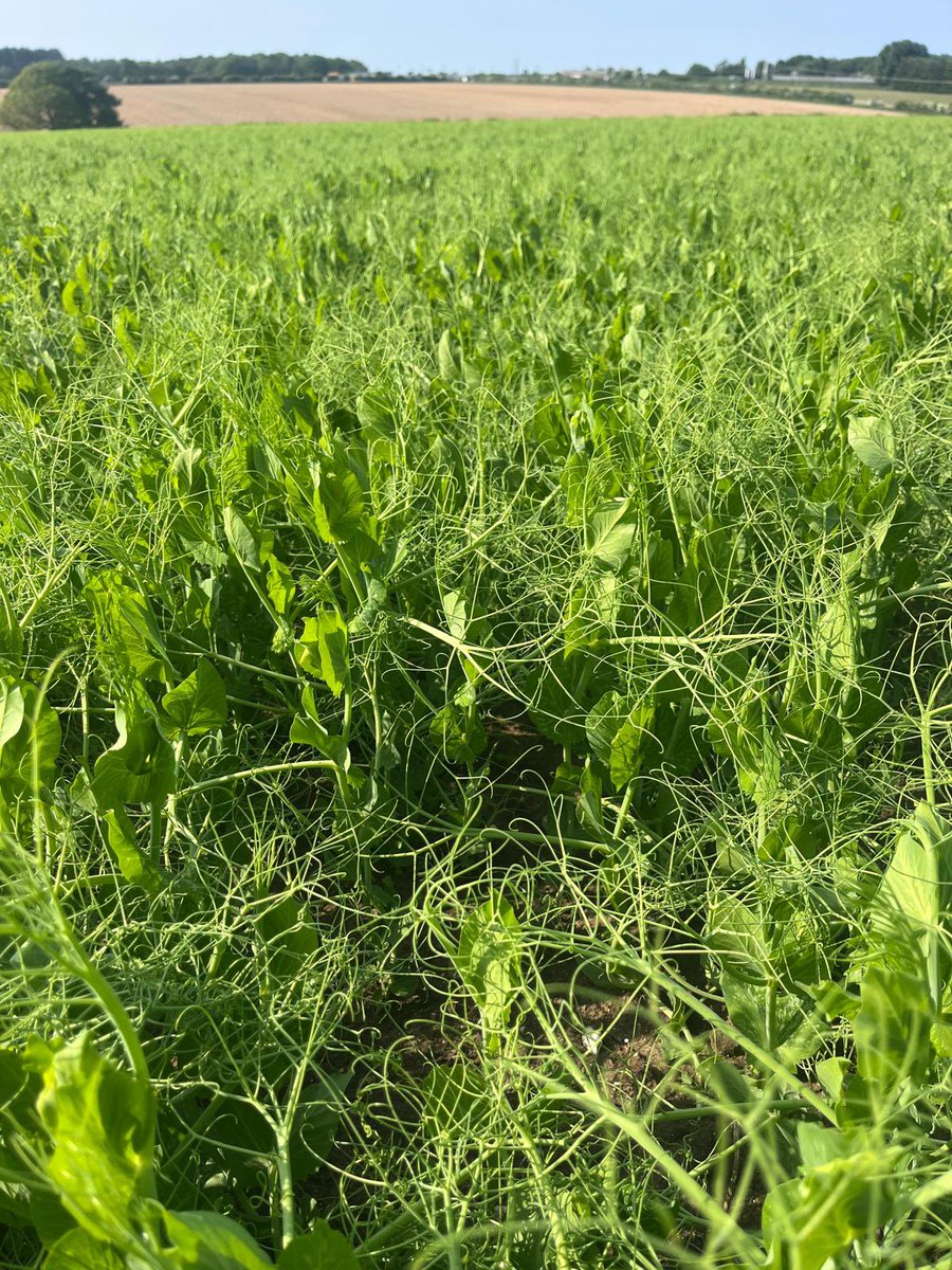 Look out I spy a 🫛🌺  on the back of a very dry growing season and a hot Thursday causing plants to stress! ⏰ #peaharvest25 @yespeas