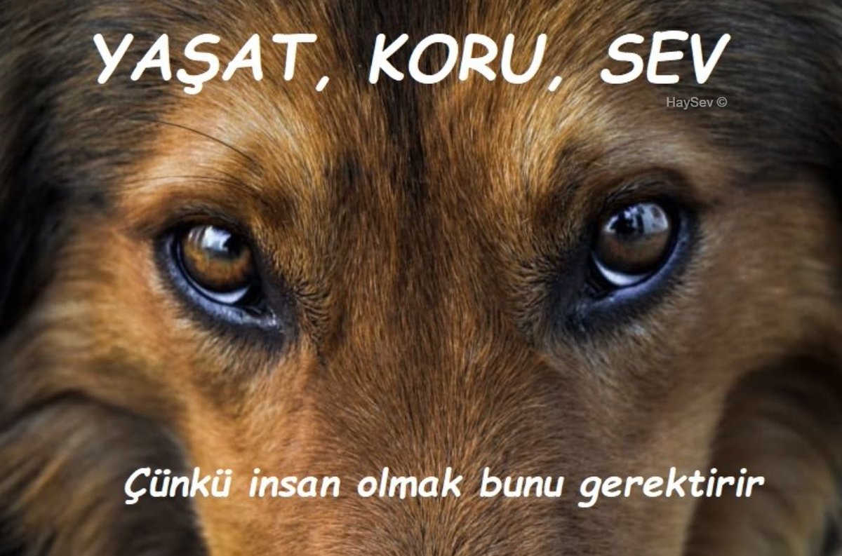 AYM, YAŞAT YA DA ÖLDÜR DİYECEK!

Alınan bilgiye göre, 7 Mayıs Çarşamba günü Anayasa Mahkemesi genel kurul gündemine 30/07/2024 tarihli ve 7527 sayılı Hayvanları Koruma Kanununda Değişiklik Yapılmasına Dair Kanun’un bazı hükümlerinin iptallerine ve yürürlüklerinin durdurulmasına