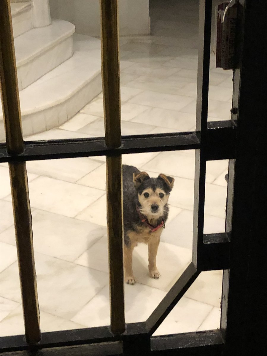 inesrb9's tweet photo. abro hilo de perritos que me he encontrado esperando a sus dueños 🐶❤️‍🩹 https://t.co/Ogk4VWGh9p