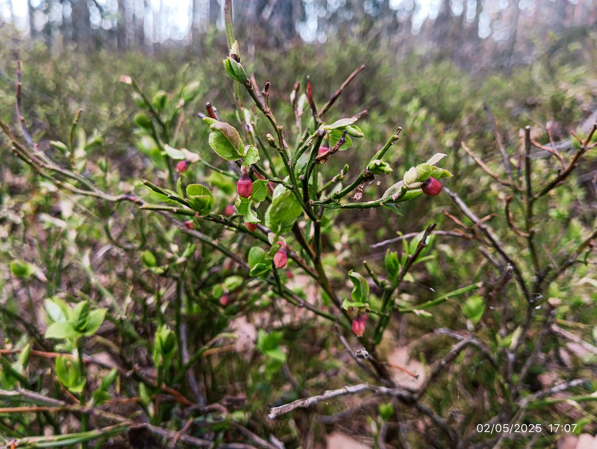 LatvianNature's tweet image. Rūjienas mežs 2.maijā. Turpina ziedēt vizbuļi. Zied mellenes, meža zaķskābenes. Krūmiem, kokiem plaukst lapas.

#pavasaris #spring #daba #nature #naturephotography #latvija #latvia #lv #mežs #forest #maijs #may