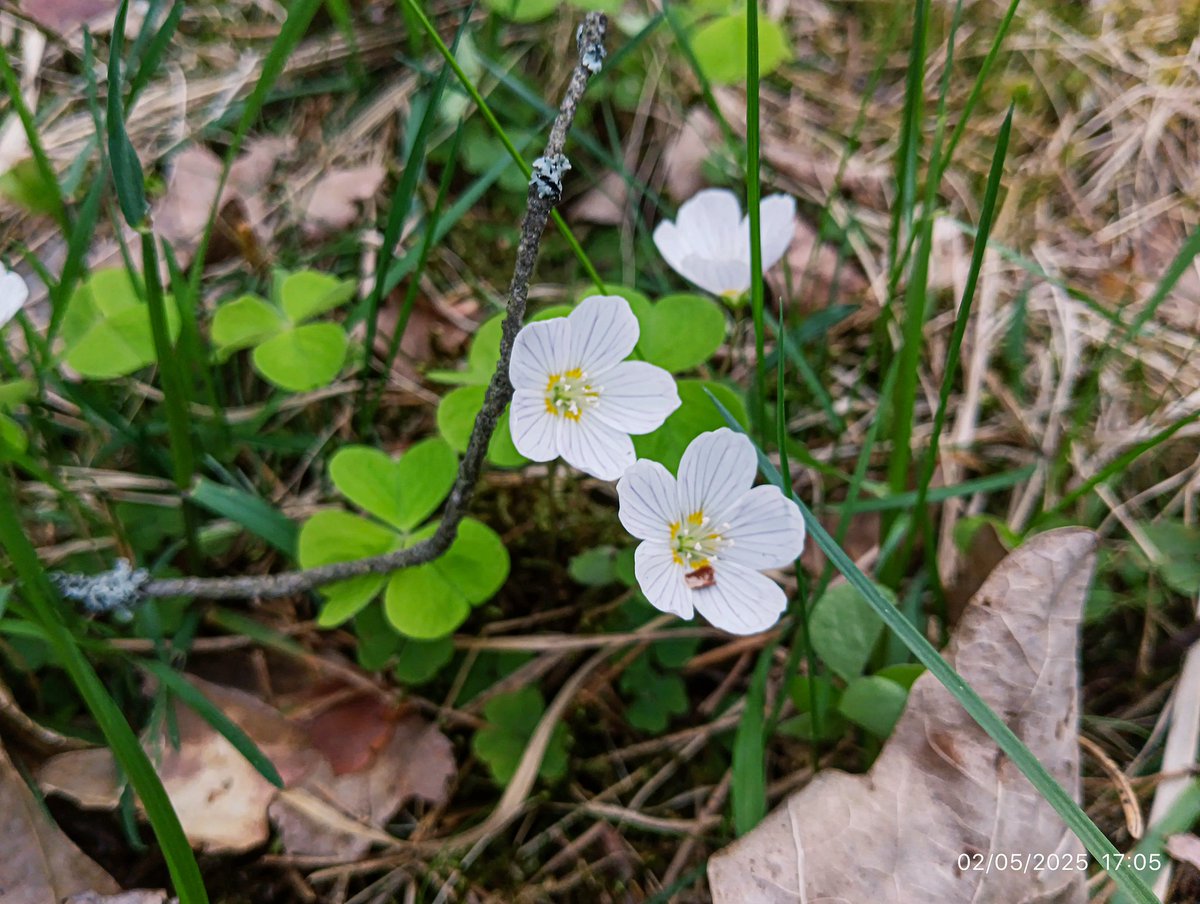 LatvianNature's tweet image. Rūjienas mežs 2.maijā. Turpina ziedēt vizbuļi. Zied mellenes, meža zaķskābenes. Krūmiem, kokiem plaukst lapas.

#pavasaris #spring #daba #nature #naturephotography #latvija #latvia #lv #mežs #forest #maijs #may