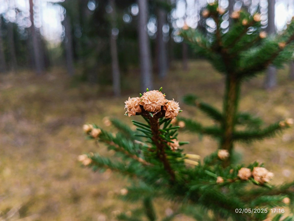 LatvianNature's tweet image. Rūjienas mežs 2.maijā. Turpina ziedēt vizbuļi. Zied mellenes, meža zaķskābenes. Krūmiem, kokiem plaukst lapas.

#pavasaris #spring #daba #nature #naturephotography #latvija #latvia #lv #mežs #forest #maijs #may