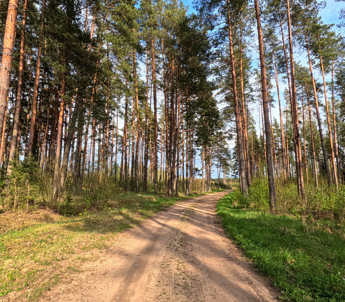 LatvianNature's tweet image. Rūjienas mežs 2.maijā. Turpina ziedēt vizbuļi. Zied mellenes, meža zaķskābenes. Krūmiem, kokiem plaukst lapas.

#pavasaris #spring #daba #nature #naturephotography #latvija #latvia #lv #mežs #forest #maijs #may